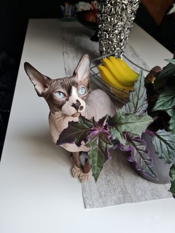 Verschmustes Sphynx Pärchen sucht liebevolles Zuhause auf Lebenszeit