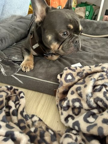 Dringend Französische Bulldogge abzugeben