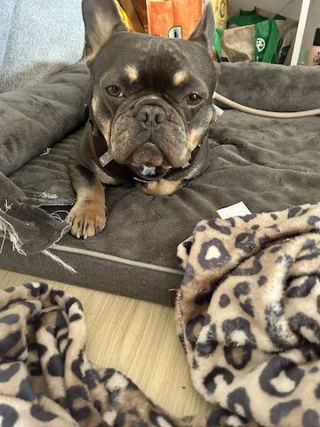 Dringend Französische Bulldogge abzugeben