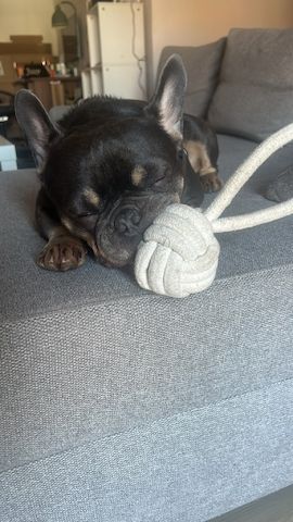 Dringend Französische Bulldogge abzugeben