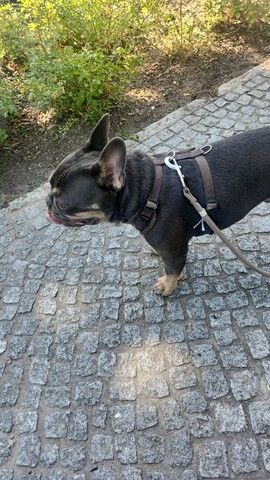 Dringend Französische Bulldogge abzugeben