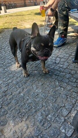 Dringend Französische Bulldogge abzugeben