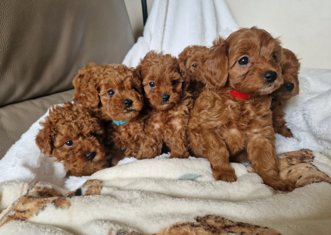 Cavapoo-Welpen zu vermitteln.