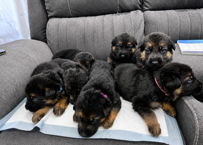 Wunderschöne Deutsche Schäferhundwelpen suchen ein neues Zuhause.