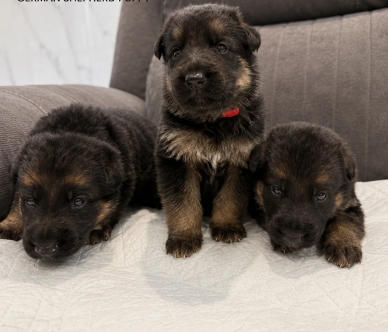 Wunderschöne Deutsche Schäferhundwelpen suchen ein neues Zuhause.
