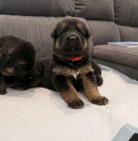 Wunderschöne Deutsche Schäferhundwelpen suchen ein neues Zuhause.