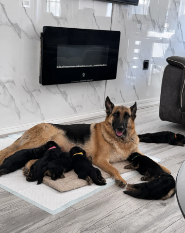 Wunderschöne Deutsche Schäferhundwelpen suchen ein neues Zuhause.