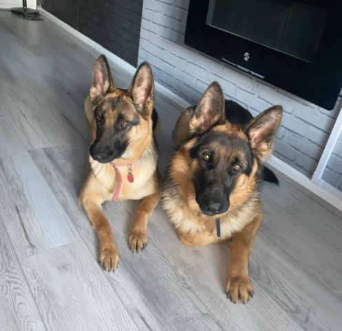 Wunderschöne Deutsche Schäferhundwelpen suchen ein neues Zuhause.