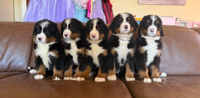 Berner Sennenhundwelpen suchen ein neues Zuhause.