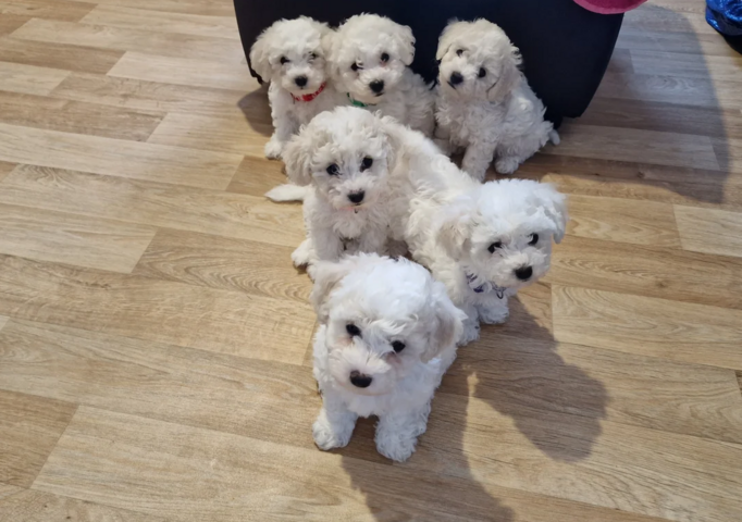 Bichon Frisé Welpen abzugeben.