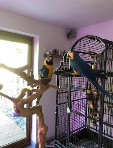 Blau-Gelbe Aras suchen ein neues Zuhause.