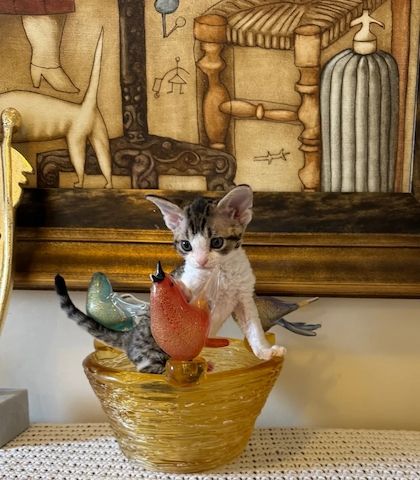2 Devon-Rex-Kätzchen zu verkaufen.