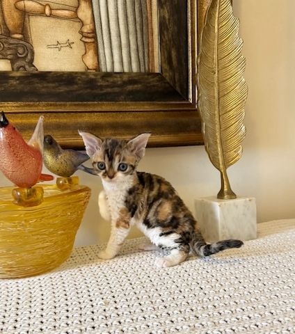 Hervorragende Devon-Rex-Kätzchen zu verkaufen.