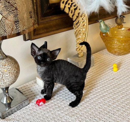 Devon-Rex-Kätzchen zu verkaufen.