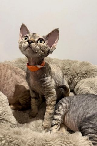 Hervorragende Devon-Rex-Kätzchen zu verkaufen.