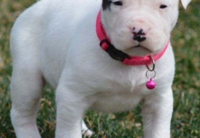 Dogo-Argentino-Welpen. WhatsApp: +44 7469 456352