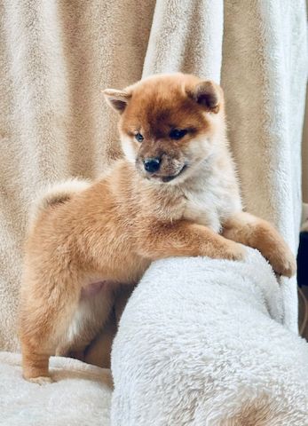 Shiba-Inu-Welpen. WhatsApp: +44 7469 456352