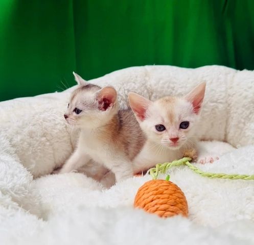 🐾 Wunderschöne, verschmuste und selbstbewusste Kätzchen suchen ihr Zuhause fürs Leben 🐾