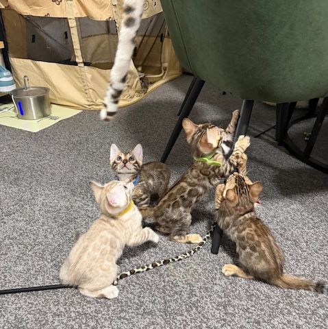 Bezaubernde Bengal-Kätzchen