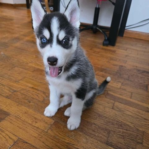 Siberian-Husky-Welpen