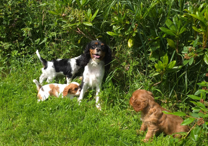 Cavalier King Charles Spaniel Welpen abzugeben.