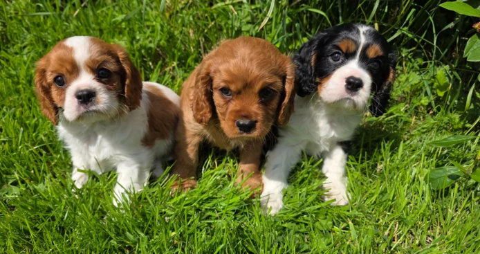 Cavalier King Charles Spaniel Welpen abzugeben.