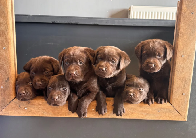 Schokoladenbraune Labradorwelpen suchen ein neues Zuhause.