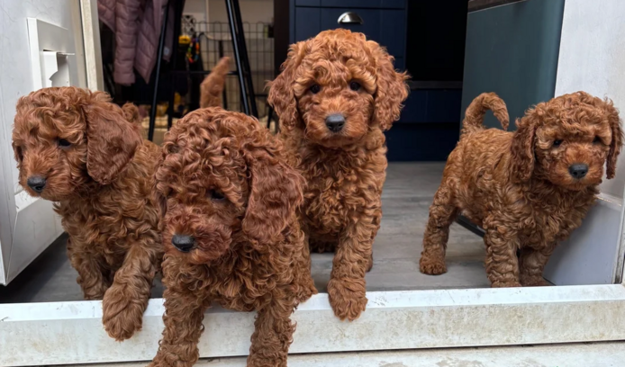F1 Cavapoo-Welpen suchen ein neues Zuhause.