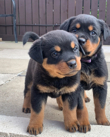 Deutsche Rottweilerwelpen suchen ein neues Zuhause.