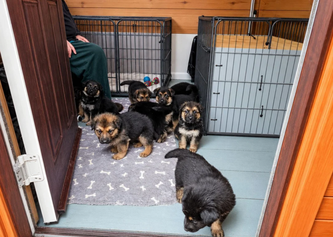 Deutsche Schäferhundwelpen aus hervorragender Zucht suchen ein neues Zuhause.