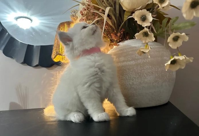 Ragdoll-Kätzchen zu verkaufen