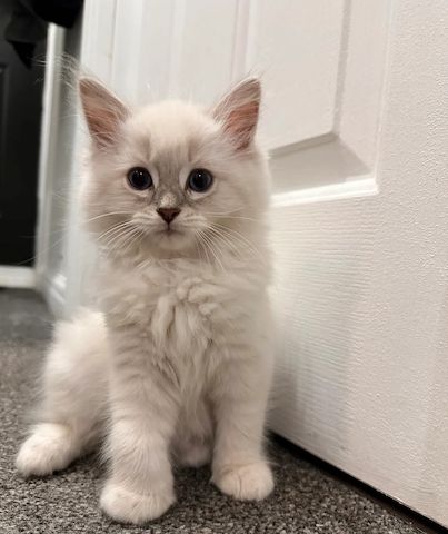 Ragdoll-Kätzchen