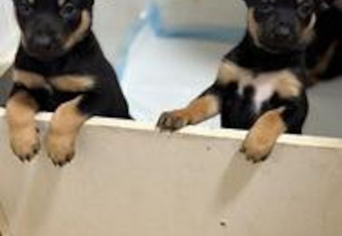 Rottweiler-Welpen suchen ein neues Zuhause.