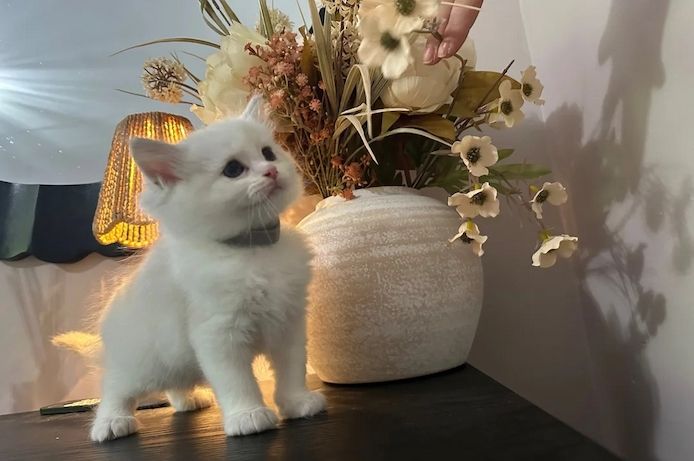 Ragdoll-Kätzchen