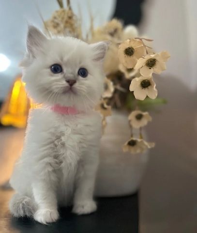 Ragdoll-Kätzchen zu verkaufen