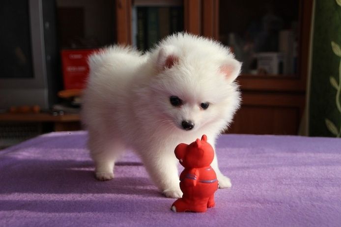 Pomeranian-Welpen zur Abgabe