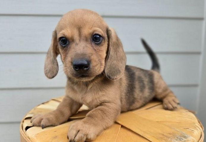 Dackel-Welpen zu verkaufen.
