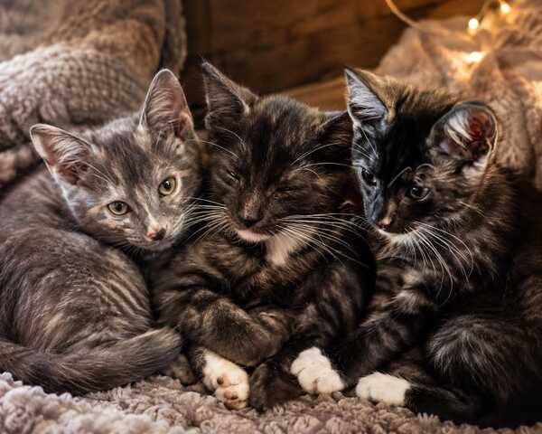Maine Coon Mix Kitten