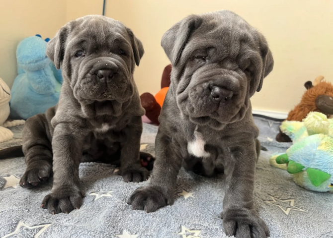 Neapolitanische Mastiff-Welpen zur Adoption.