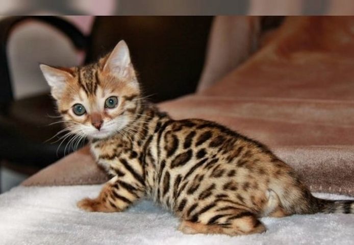 BENGAL KITTEN (Bengal Kätzchen)