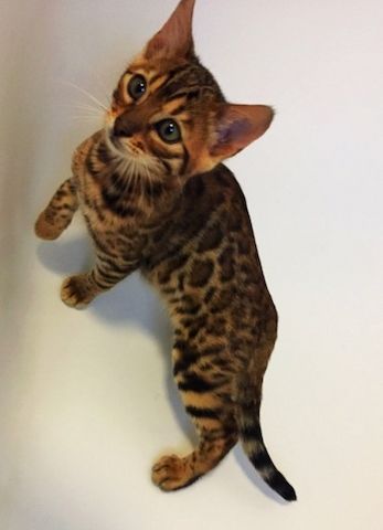 Bengal Kätzchen reinrassig