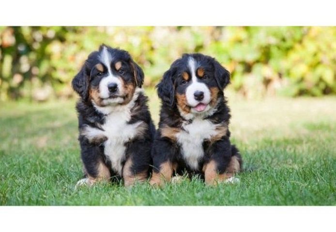 Berner Sennenhundwelpen (registriert)