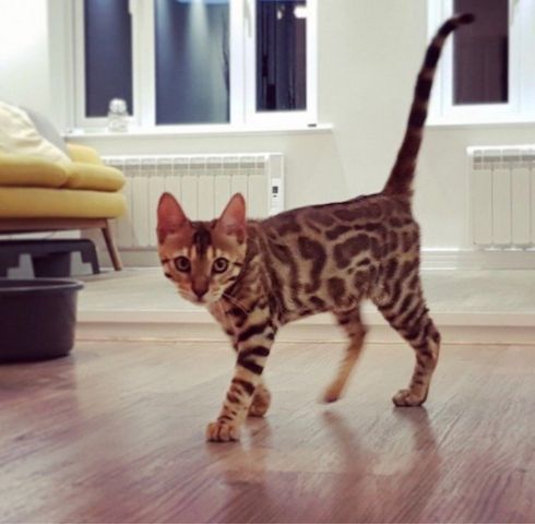 Bengal Baby Kätzchen