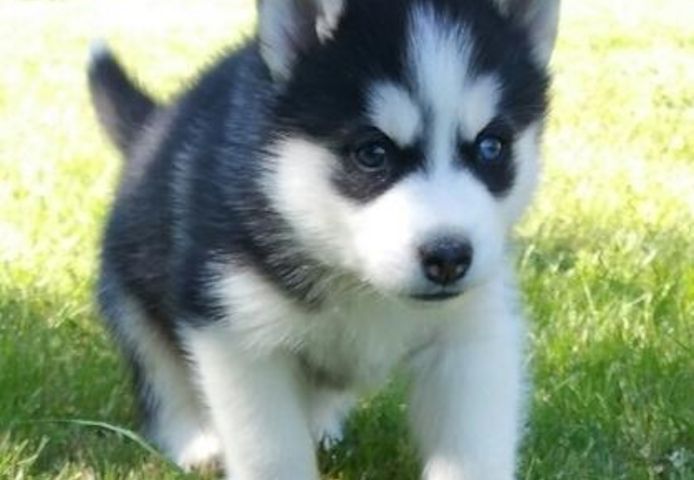 Siberian-Husky-Welpen. WhatsApp: +44 7469 456352