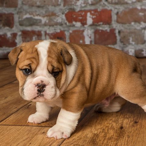 Englische-Bulldogge-Welpen. WhatsApp: +44 7469 456352
