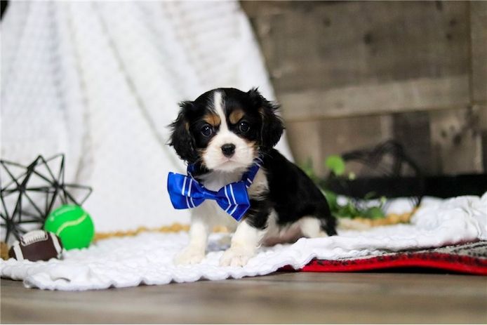 Cavalier-King-Charles-Welpen. WhatsApp: +44 7469 456352