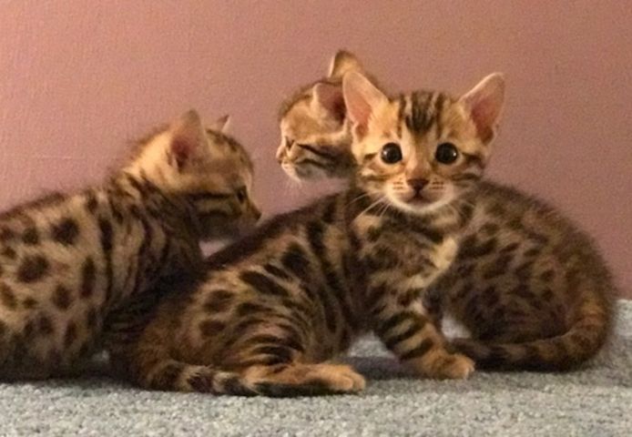 BENGAL KITTEN (Bengal Kätzchen)