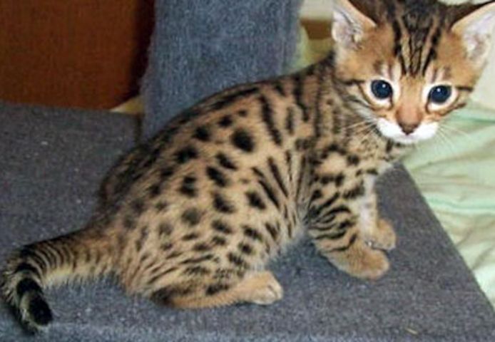 Bengal Kätzchen reinrassig