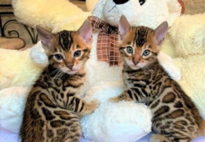Bengal Baby Kätzchen