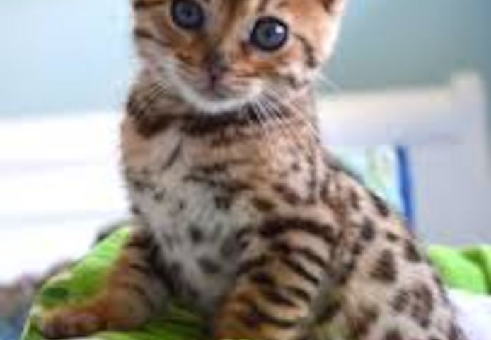 BENGAL KITTEN (Bengal Kätzchen)
